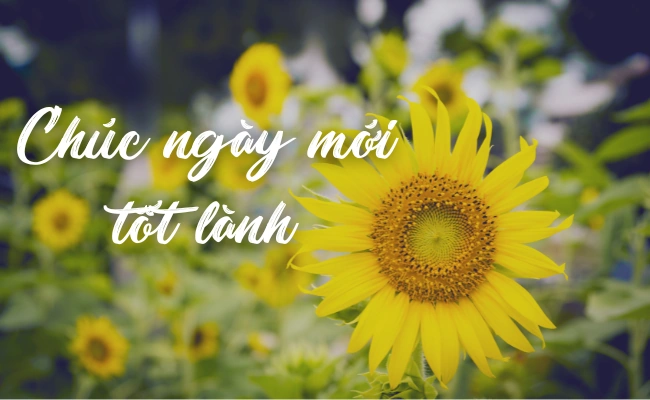 Tải Ngay 100+ Hình Ảnh Ngày Mới Hạnh Phúc – Bộ Sưu Tập Đầy Năng Lượng Cho Người Yêu & Bạn Bè Tải Ngay 100+ Hình Ảnh Ngày Mới Hạnh Phúc – Bộ Sưu Tập Đầy Năng Lượng Cho Người Yêu & Bạn Bè