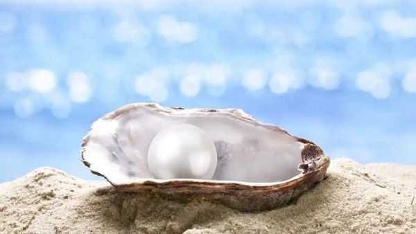 100+ Hình Ảnh Ngọc Trai Đẹp Lung Linh 2026 – Bộ Sưu Tập Đầy Đủ Mà Bạn Không Thể Bỏ Lỡ