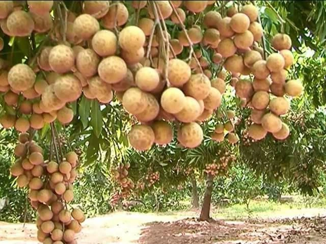 Hình Ảnh Nhãn Lồng Hưng Yên: Tập Hợp Toàn Bộ Ảnh Đẹp, Lịch Sử, Đặc Điểm Và Cách Tận Hưởng