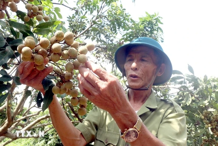 Hình Ảnh Nhãn Lồng Hưng Yên: Tập Hợp Toàn Bộ Ảnh Đẹp, Lịch Sử, Đặc Điểm Và Cách Tận Hưởng