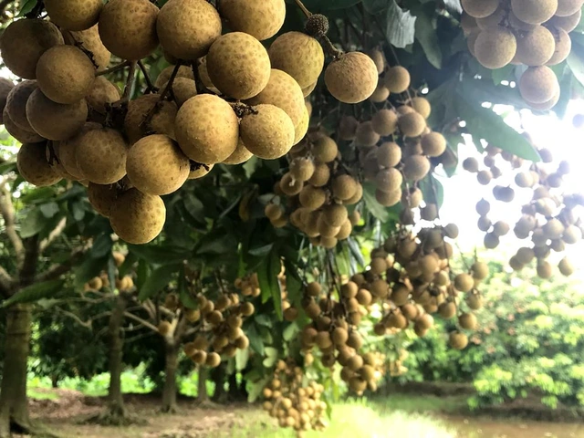 Hình Ảnh Nhãn Lồng Hưng Yên: Tập Hợp Toàn Bộ Ảnh Đẹp, Lịch Sử, Đặc Điểm Và Cách Tận Hưởng