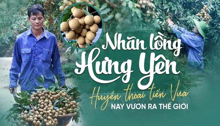 Hình Ảnh Nhãn Lồng Hưng Yên: Tập Hợp Toàn Bộ Ảnh Đẹp, Lịch Sử, Đặc Điểm Và Cách Tận Hưởng