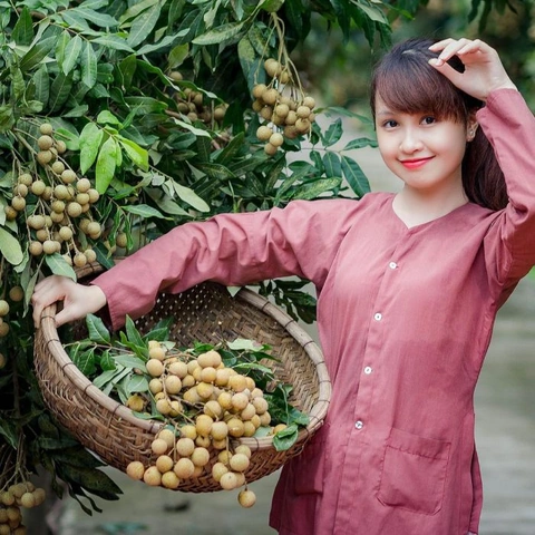 Hình Ảnh Nhãn Lồng Hưng Yên: Tập Hợp Toàn Bộ Ảnh Đẹp, Lịch Sử, Đặc Điểm Và Cách Tận Hưởng