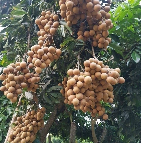 Hình Ảnh Nhãn Lồng Hưng Yên: Tập Hợp Toàn Bộ Ảnh Đẹp, Lịch Sử, Đặc Điểm Và Cách Tận Hưởng