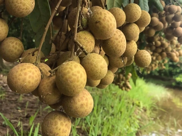 Hình Ảnh Nhãn Lồng Hưng Yên: Tập Hợp Toàn Bộ Ảnh Đẹp, Lịch Sử, Đặc Điểm Và Cách Tận Hưởng