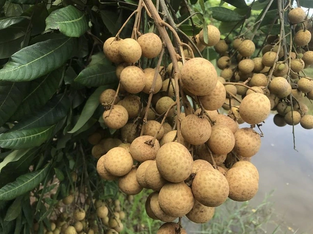 Hình Ảnh Nhãn Lồng Hưng Yên: Tập Hợp Toàn Bộ Ảnh Đẹp, Lịch Sử, Đặc Điểm Và Cách Tận Hưởng
