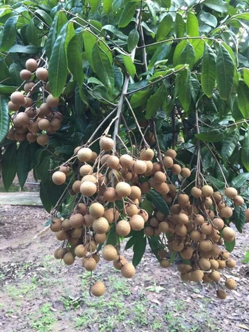Hình Ảnh Nhãn Lồng Hưng Yên: Tập Hợp Toàn Bộ Ảnh Đẹp, Lịch Sử, Đặc Điểm Và Cách Tận Hưởng