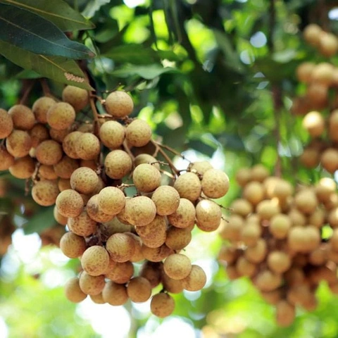 Hình Ảnh Nhãn Lồng Hưng Yên: Tập Hợp Toàn Bộ Ảnh Đẹp, Lịch Sử, Đặc Điểm Và Cách Tận Hưởng