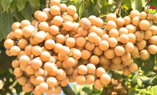 Hình Ảnh Nhãn Lồng Hưng Yên: Tập Hợp Toàn Bộ Ảnh Đẹp, Lịch Sử, Đặc Điểm Và Cách Tận Hưởng