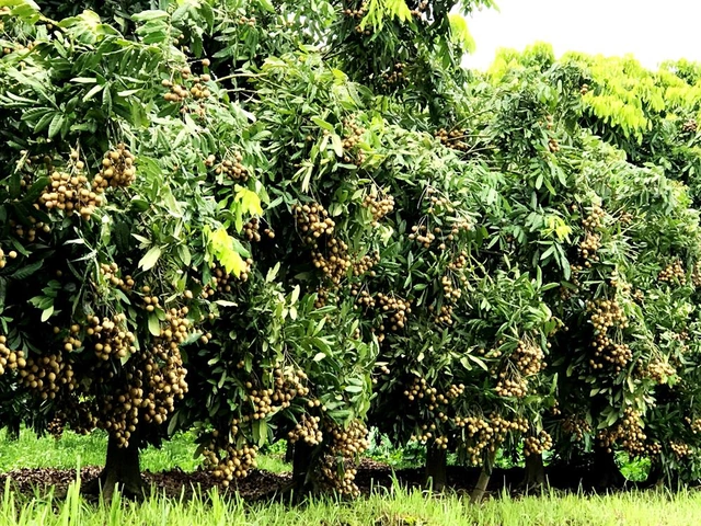 Hình Ảnh Nhãn Lồng Hưng Yên: Tập Hợp Toàn Bộ Ảnh Đẹp, Lịch Sử, Đặc Điểm Và Cách Tận Hưởng