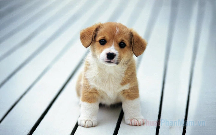 100+ Hình Ảnh Chó Cute Đáng Yêu: Tải Miễn Phí, Phân Loại & Cách Sử Dụng Cho Mọi Đối Tượng 100+ Hình Ảnh Chó Cute Đáng Yêu: Tải Miễn Phí, Phân Loại & Cách Sử Dụng Cho Mọi Đối Tượng