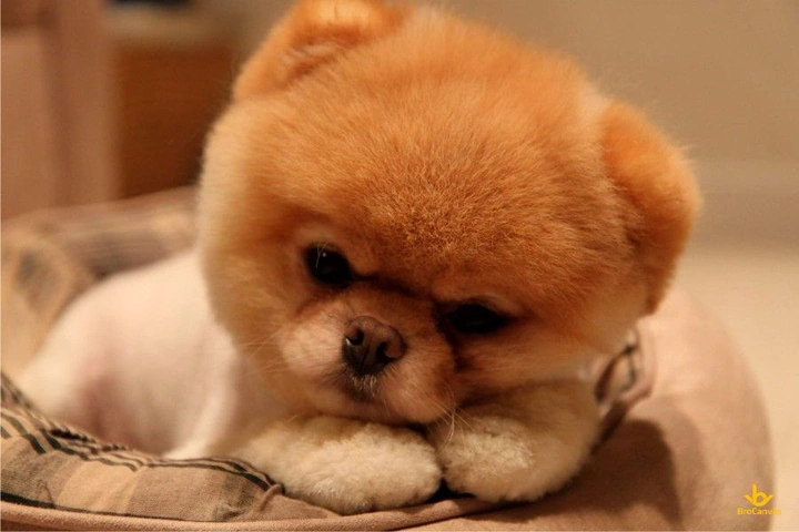 100+ Hình Ảnh Chó Cute Đáng Yêu: Tải Miễn Phí, Phân Loại & Cách Sử Dụng Cho Mọi Đối Tượng 100+ Hình Ảnh Chó Cute Đáng Yêu: Tải Miễn Phí, Phân Loại & Cách Sử Dụng Cho Mọi Đối Tượng