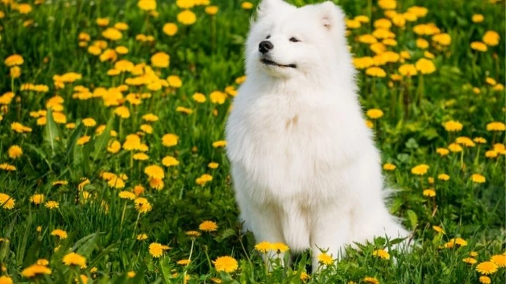 100+ Hình Ảnh Chó Cute Đáng Yêu: Tải Miễn Phí, Phân Loại & Cách Sử Dụng Cho Mọi Đối Tượng 100+ Hình Ảnh Chó Cute Đáng Yêu: Tải Miễn Phí, Phân Loại & Cách Sử Dụng Cho Mọi Đối Tượng