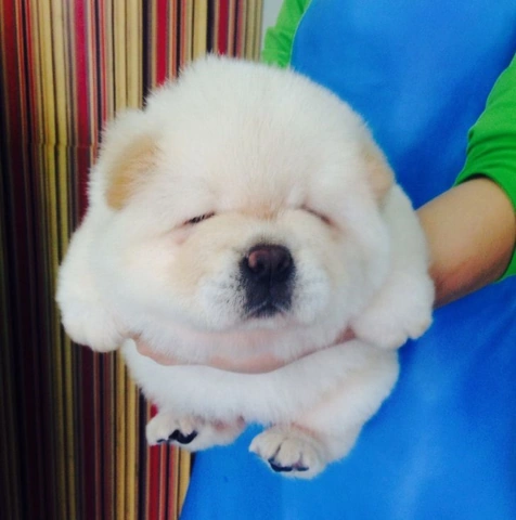 100+ Hình Ảnh Chó Cute Đáng Yêu: Tải Miễn Phí, Phân Loại & Cách Sử Dụng Cho Mọi Đối Tượng 100+ Hình Ảnh Chó Cute Đáng Yêu: Tải Miễn Phí, Phân Loại & Cách Sử Dụng Cho Mọi Đối Tượng