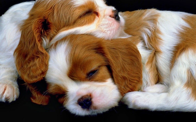 100+ Hình Ảnh Chó Cute Đáng Yêu: Tải Miễn Phí, Phân Loại & Cách Sử Dụng Cho Mọi Đối Tượng 100+ Hình Ảnh Chó Cute Đáng Yêu: Tải Miễn Phí, Phân Loại & Cách Sử Dụng Cho Mọi Đối Tượng