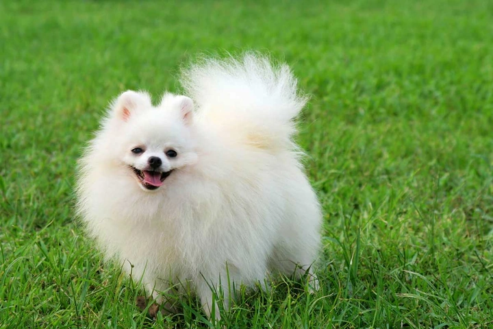 100+ Hình Ảnh Chó Cute Đáng Yêu: Tải Miễn Phí, Phân Loại & Cách Sử Dụng Cho Mọi Đối Tượng 100+ Hình Ảnh Chó Cute Đáng Yêu: Tải Miễn Phí, Phân Loại & Cách Sử Dụng Cho Mọi Đối Tượng