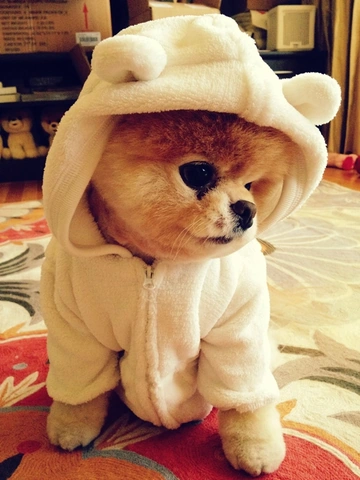100+ Hình Ảnh Chó Cute Đáng Yêu: Tải Miễn Phí, Phân Loại & Cách Sử Dụng Cho Mọi Đối Tượng 100+ Hình Ảnh Chó Cute Đáng Yêu: Tải Miễn Phí, Phân Loại & Cách Sử Dụng Cho Mọi Đối Tượng