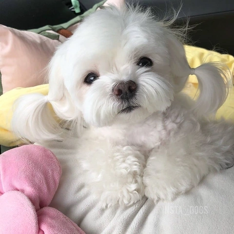100+ Hình Ảnh Chó Cute Đáng Yêu: Tải Miễn Phí, Phân Loại & Cách Sử Dụng Cho Mọi Đối Tượng 100+ Hình Ảnh Chó Cute Đáng Yêu: Tải Miễn Phí, Phân Loại & Cách Sử Dụng Cho Mọi Đối Tượng