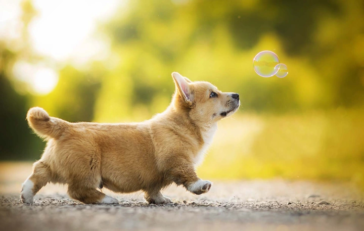 100+ Hình Ảnh Chó Cute Đáng Yêu: Tải Miễn Phí, Phân Loại & Cách Sử Dụng Cho Mọi Đối Tượng 100+ Hình Ảnh Chó Cute Đáng Yêu: Tải Miễn Phí, Phân Loại & Cách Sử Dụng Cho Mọi Đối Tượng