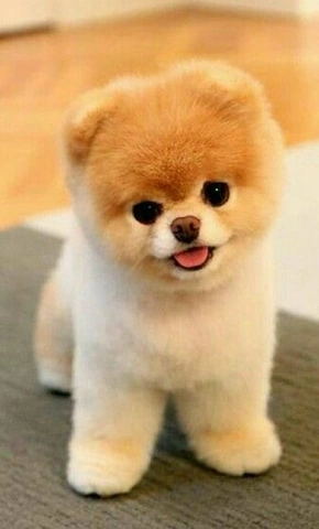 100+ Hình Ảnh Chó Cute Đáng Yêu: Tải Miễn Phí, Phân Loại & Cách Sử Dụng Cho Mọi Đối Tượng 100+ Hình Ảnh Chó Cute Đáng Yêu: Tải Miễn Phí, Phân Loại & Cách Sử Dụng Cho Mọi Đối Tượng