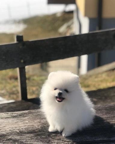 100+ Hình Ảnh Chó Cute Đáng Yêu: Tải Miễn Phí, Phân Loại & Cách Sử Dụng Cho Mọi Đối Tượng 100+ Hình Ảnh Chó Cute Đáng Yêu: Tải Miễn Phí, Phân Loại & Cách Sử Dụng Cho Mọi Đối Tượng