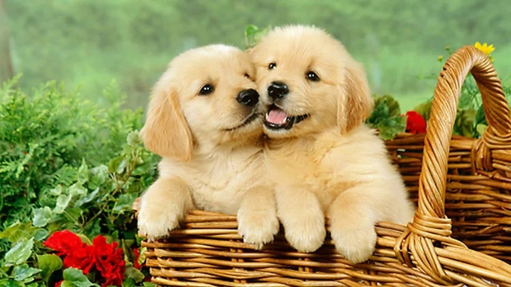 100+ Hình Ảnh Chó Cute Đáng Yêu: Tải Miễn Phí, Phân Loại & Cách Sử Dụng Cho Mọi Đối Tượng 100+ Hình Ảnh Chó Cute Đáng Yêu: Tải Miễn Phí, Phân Loại & Cách Sử Dụng Cho Mọi Đối Tượng