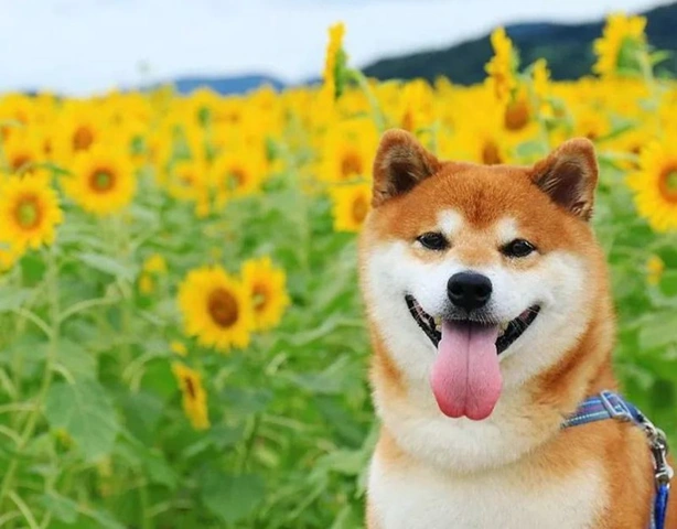 100+ Hình Ảnh Chó Cute Đáng Yêu: Tải Miễn Phí, Phân Loại & Cách Sử Dụng Cho Mọi Đối Tượng 100+ Hình Ảnh Chó Cute Đáng Yêu: Tải Miễn Phí, Phân Loại & Cách Sử Dụng Cho Mọi Đối Tượng