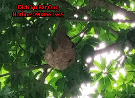 100+ Hình Ảnh Ong Mặt Quỷ 2026 - Bộ Sưu Tập Độc Đáo, Đầy Kịch Tính, Bạn Đã Xem Chưa?