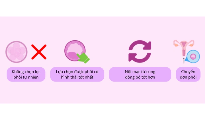 100+ Hình Ảnh Phôi Ngày 5 2026 Đẹp Nhất, Sưu Tập Đầy Đủ Cho Mọi Nhu Cầu