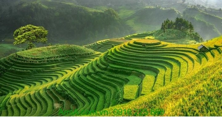Tải Ngay 200+ Hình Ảnh Phong Cảnh Đồng Quê Việt Nam Đẹp, Thanh Bình & Chill (miễn Phí)