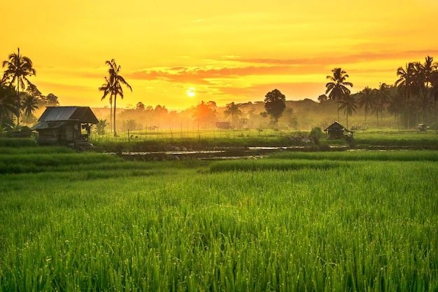 Tải Ngay 200+ Hình Ảnh Phong Cảnh Đồng Quê Việt Nam Đẹp, Thanh Bình & Chill (miễn Phí)