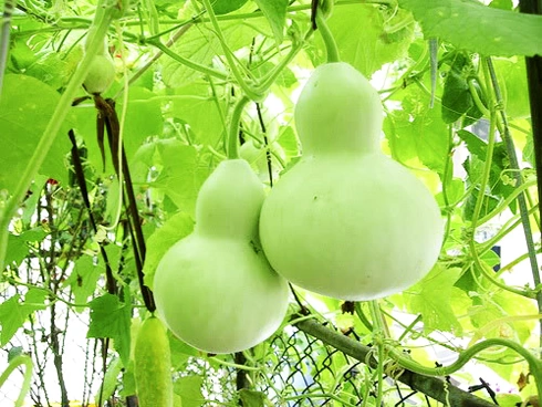 Hình Ảnh Quả Bầu Và Quả Bí: Phân Biệt Qua Đặc Điểm, Ý Nghĩa Phong Thủy Và Lợi Ích Sức Khỏe Hình Ảnh Quả Bầu Và Quả Bí: Phân Biệt Qua Đặc Điểm, Ý Nghĩa Phong Thủy Và Lợi Ích Sức Khỏe