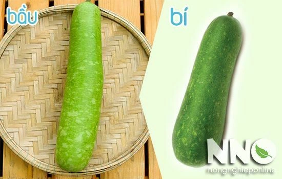Hình Ảnh Quả Bầu Và Quả Bí: Phân Biệt Qua Đặc Điểm, Ý Nghĩa Phong Thủy Và Lợi Ích Sức Khỏe Hình Ảnh Quả Bầu Và Quả Bí: Phân Biệt Qua Đặc Điểm, Ý Nghĩa Phong Thủy Và Lợi Ích Sức Khỏe