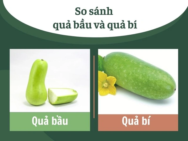 Hình Ảnh Quả Bầu Và Quả Bí: Phân Biệt Qua Đặc Điểm, Ý Nghĩa Phong Thủy Và Lợi Ích Sức Khỏe Hình Ảnh Quả Bầu Và Quả Bí: Phân Biệt Qua Đặc Điểm, Ý Nghĩa Phong Thủy Và Lợi Ích Sức Khỏe