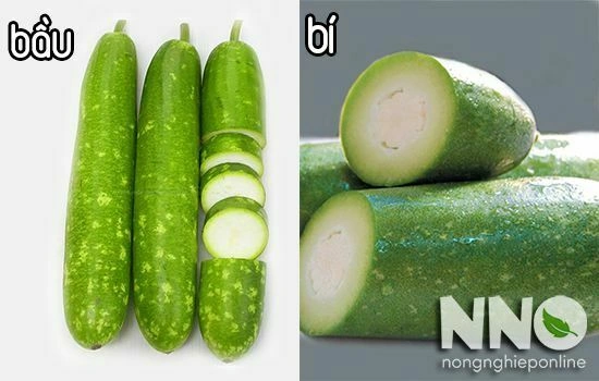 Hình Ảnh Quả Bầu Và Quả Bí: Phân Biệt Qua Đặc Điểm, Ý Nghĩa Phong Thủy Và Lợi Ích Sức Khỏe Hình Ảnh Quả Bầu Và Quả Bí: Phân Biệt Qua Đặc Điểm, Ý Nghĩa Phong Thủy Và Lợi Ích Sức Khỏe