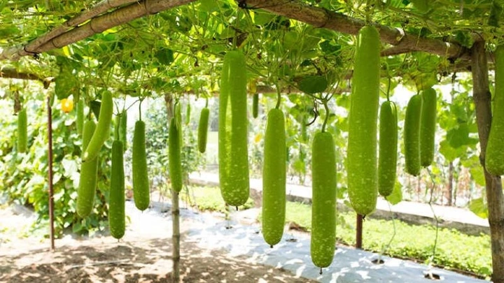 Hình Ảnh Quả Bầu Và Quả Bí: Phân Biệt Qua Đặc Điểm, Ý Nghĩa Phong Thủy Và Lợi Ích Sức Khỏe Hình Ảnh Quả Bầu Và Quả Bí: Phân Biệt Qua Đặc Điểm, Ý Nghĩa Phong Thủy Và Lợi Ích Sức Khỏe