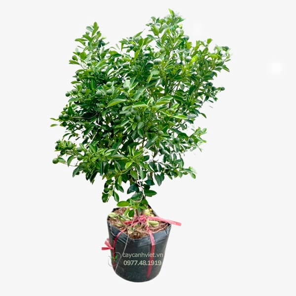 100+ Hình Ảnh Quả Tắc Đẹp Nhất 2026 – Bộ Sưu Tập Đầy Màu Sắc, Đầy Cảm Hứng, 100+ Hình Ảnh Quả Tắc Độc Đáo Cho Mọi Nhu Cầu 100+ Hình Ảnh Quả Tắc Đẹp Nhất 2026 – Bộ Sưu Tập Đầy Màu Sắc, Đầy Cảm Hứng, 100+ Hình Ảnh Quả Tắc Độc Đáo Cho Mọi Nhu Cầu