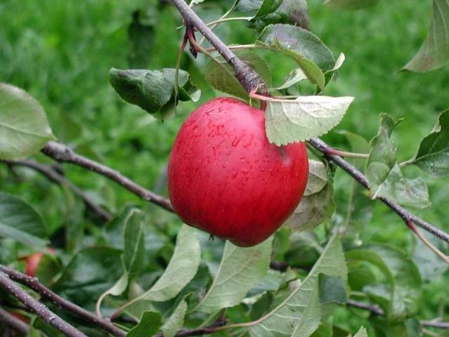 100+ Hình Ảnh Quả Táo Apple 2026 Đẹp Nhất, 100+ Bộ Ảnh Táo Cao Độ Độc Đáo, 100+ Hình Nền Táo Đầy Sắc Màu Khiến Màn Hình Bừng Sáng 100+ Hình Ảnh Quả Táo Apple 2026 Đẹp Nhất, 100+ Bộ Ảnh Táo Cao Độ Độc Đáo, 100+ Hình Nền Táo Đầy Sắc Màu Khiến Màn Hình Bừng Sáng
