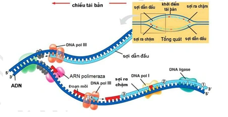 Hình Ảnh Quá Trình Nhân Đôi Adn: Hướng Dẫn Chi Tiết Dành Cho Học Sinh, Sinh Viên & Người Yêu Thích Sinh Học Hình Ảnh Quá Trình Nhân Đôi Adn: Hướng Dẫn Chi Tiết Dành Cho Học Sinh, Sinh Viên & Người Yêu Thích Sinh Học