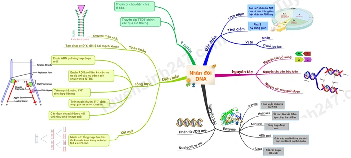Hình Ảnh Quá Trình Nhân Đôi Adn: Hướng Dẫn Chi Tiết Dành Cho Học Sinh, Sinh Viên & Người Yêu Thích Sinh Học Hình Ảnh Quá Trình Nhân Đôi Adn: Hướng Dẫn Chi Tiết Dành Cho Học Sinh, Sinh Viên & Người Yêu Thích Sinh Học