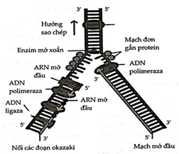 Hình Ảnh Quá Trình Nhân Đôi Adn: Hướng Dẫn Chi Tiết Dành Cho Học Sinh, Sinh Viên & Người Yêu Thích Sinh Học Hình Ảnh Quá Trình Nhân Đôi Adn: Hướng Dẫn Chi Tiết Dành Cho Học Sinh, Sinh Viên & Người Yêu Thích Sinh Học
