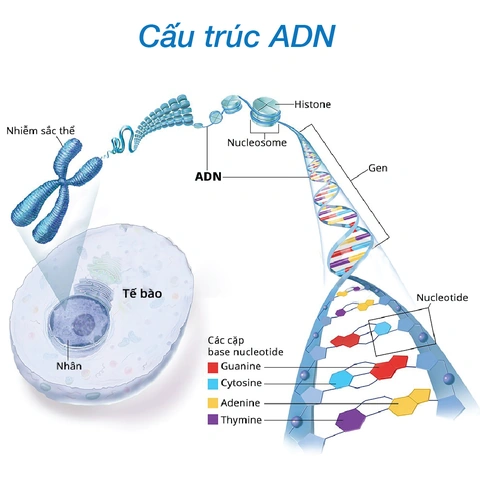 Hình Ảnh Quá Trình Nhân Đôi Adn: Hướng Dẫn Chi Tiết Dành Cho Học Sinh, Sinh Viên & Người Yêu Thích Sinh Học Hình Ảnh Quá Trình Nhân Đôi Adn: Hướng Dẫn Chi Tiết Dành Cho Học Sinh, Sinh Viên & Người Yêu Thích Sinh Học