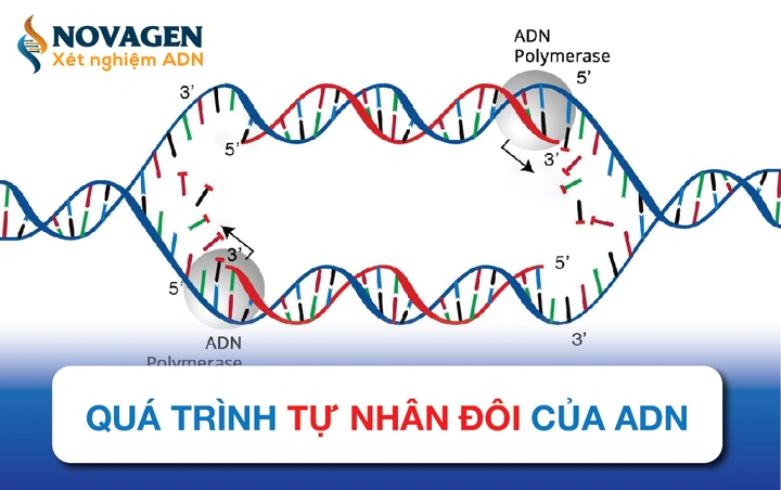 Hình Ảnh Quá Trình Nhân Đôi Adn: Hướng Dẫn Chi Tiết Dành Cho Học Sinh, Sinh Viên & Người Yêu Thích Sinh Học Hình Ảnh Quá Trình Nhân Đôi Adn: Hướng Dẫn Chi Tiết Dành Cho Học Sinh, Sinh Viên & Người Yêu Thích Sinh Học