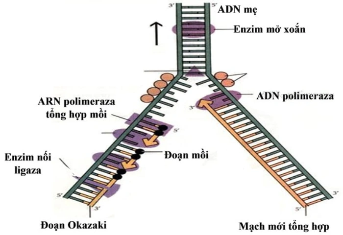 Hình Ảnh Quá Trình Nhân Đôi Adn: Hướng Dẫn Chi Tiết Dành Cho Học Sinh, Sinh Viên & Người Yêu Thích Sinh Học Hình Ảnh Quá Trình Nhân Đôi Adn: Hướng Dẫn Chi Tiết Dành Cho Học Sinh, Sinh Viên & Người Yêu Thích Sinh Học