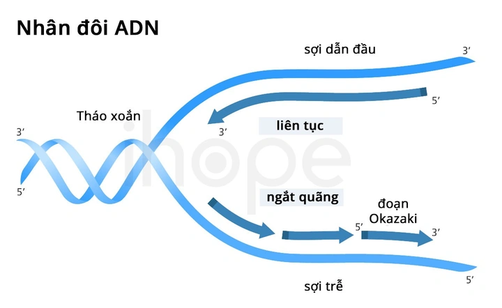 Hình Ảnh Quá Trình Nhân Đôi Adn: Hướng Dẫn Chi Tiết Dành Cho Học Sinh, Sinh Viên & Người Yêu Thích Sinh Học Hình Ảnh Quá Trình Nhân Đôi Adn: Hướng Dẫn Chi Tiết Dành Cho Học Sinh, Sinh Viên & Người Yêu Thích Sinh Học