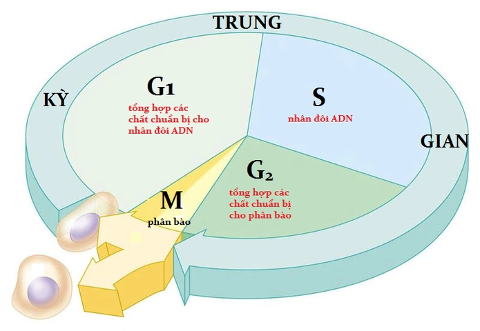 Hình Ảnh Quá Trình Nhân Đôi Adn: Hướng Dẫn Chi Tiết Dành Cho Học Sinh, Sinh Viên & Người Yêu Thích Sinh Học Hình Ảnh Quá Trình Nhân Đôi Adn: Hướng Dẫn Chi Tiết Dành Cho Học Sinh, Sinh Viên & Người Yêu Thích Sinh Học