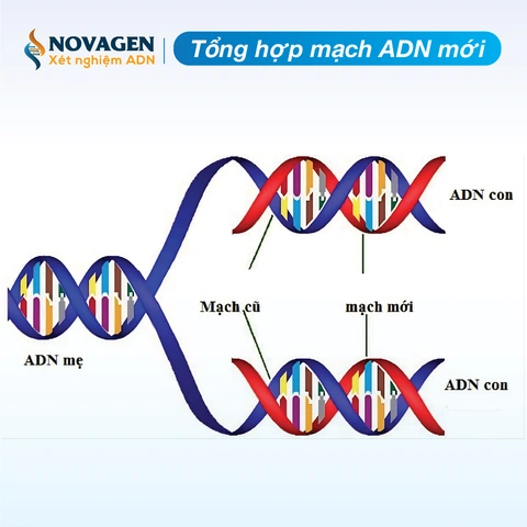 Hình Ảnh Quá Trình Nhân Đôi Adn: Hướng Dẫn Chi Tiết Dành Cho Học Sinh, Sinh Viên & Người Yêu Thích Sinh Học Hình Ảnh Quá Trình Nhân Đôi Adn: Hướng Dẫn Chi Tiết Dành Cho Học Sinh, Sinh Viên & Người Yêu Thích Sinh Học