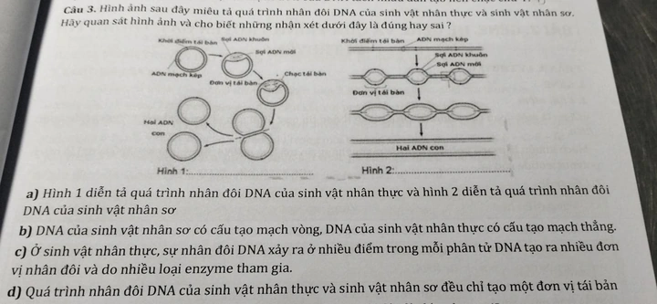 Hình Ảnh Quá Trình Nhân Đôi Adn: Hướng Dẫn Chi Tiết Dành Cho Học Sinh, Sinh Viên & Người Yêu Thích Sinh Học Hình Ảnh Quá Trình Nhân Đôi Adn: Hướng Dẫn Chi Tiết Dành Cho Học Sinh, Sinh Viên & Người Yêu Thích Sinh Học