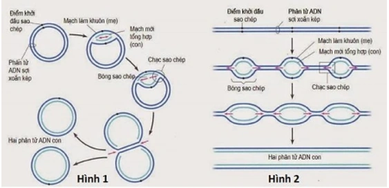 Hình Ảnh Quá Trình Nhân Đôi Adn: Hướng Dẫn Chi Tiết Dành Cho Học Sinh, Sinh Viên & Người Yêu Thích Sinh Học Hình Ảnh Quá Trình Nhân Đôi Adn: Hướng Dẫn Chi Tiết Dành Cho Học Sinh, Sinh Viên & Người Yêu Thích Sinh Học