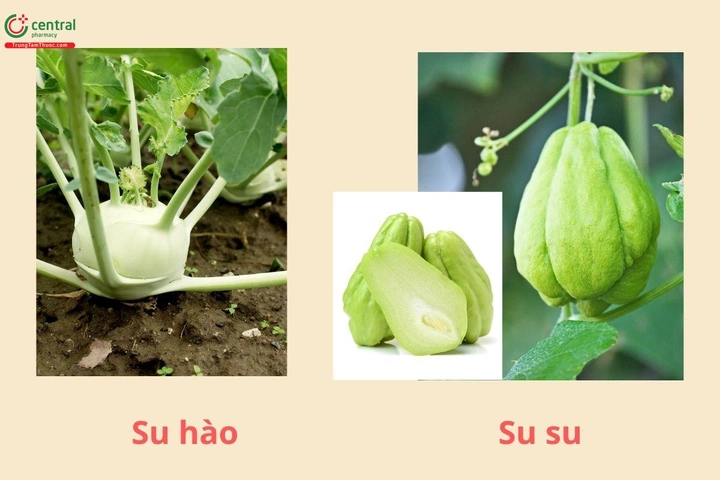 100+ Hình Ảnh Rau Su Su Mới Nhất – Bộ Sưu Tập Đẹp Cho Wallpaper, Avatar & Thiết Kế? 100+ Hình Ảnh Rau Su Su Mới Nhất – Bộ Sưu Tập Đẹp Cho Wallpaper, Avatar & Thiết Kế?